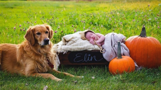 family photos with dogs, fall photos, family photos, stainmaster, carpet cleaning, photo prep, dog, muddy paws, how to get your dog to cooperate in family photos, how to get your dog to behave in photos, how to get your dog to listen