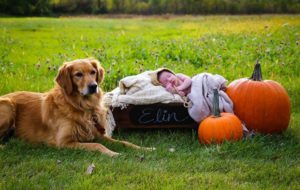 family photos with dogs, fall photos, family photos, stainmaster, carpet cleaning, photo prep, dog, muddy paws, how to get your dog to cooperate in family photos, how to get your dog to behave in photos, how to get your dog to listen